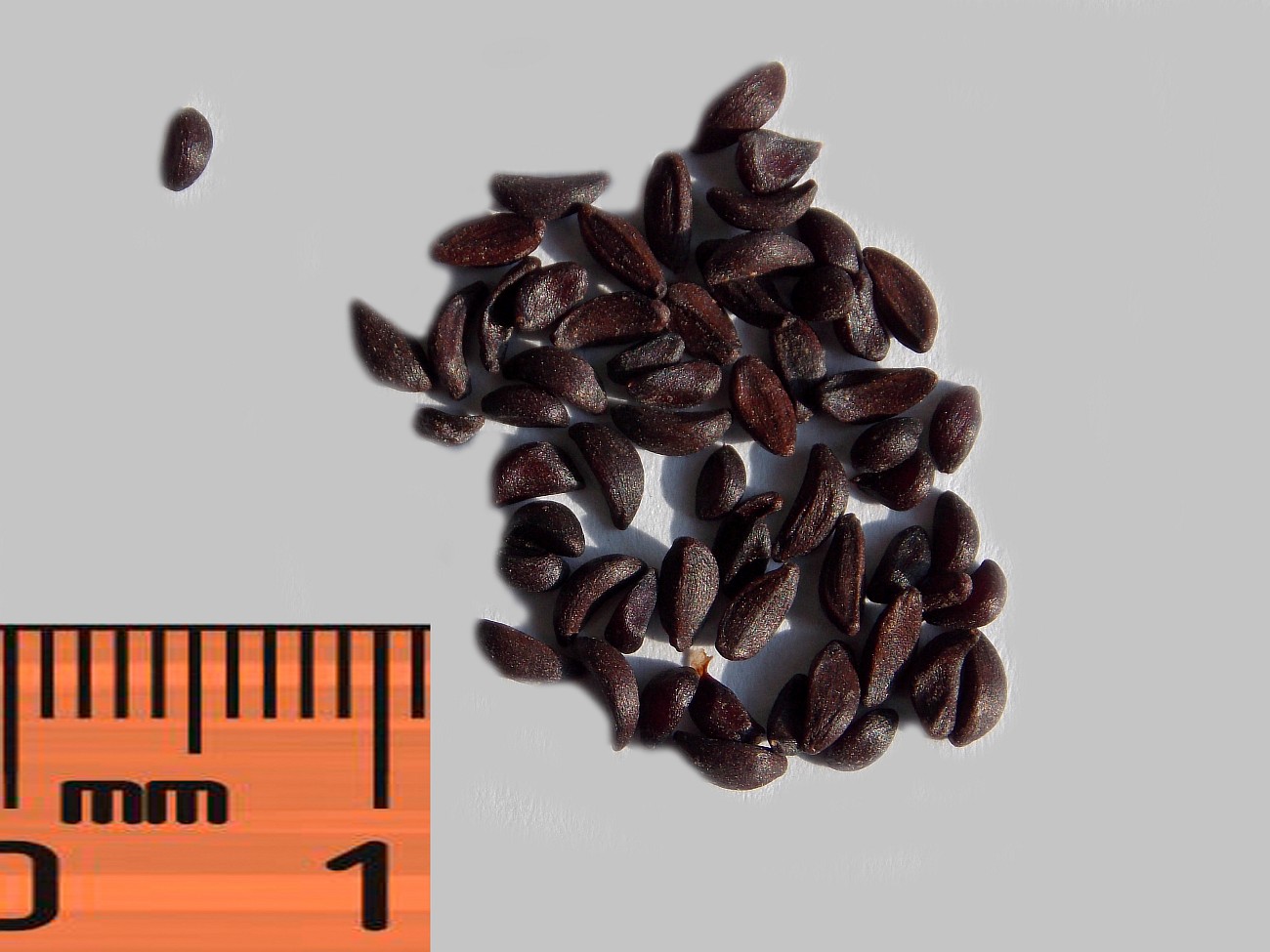 Image of Berberis empetrifolia specimen.