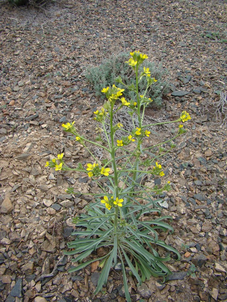 Изображение особи Erysimum czernjajevii.