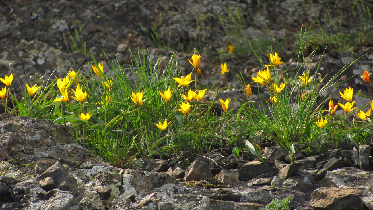 Изображение особи Tulipa australis.