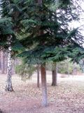 Abies balsamea. Нижняя часть средневозрастного дерева. Ставропольский край, г. Кисловодск, Средний парк. 24.03.2013.