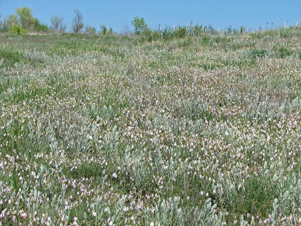 Изображение особи Astragalus ucrainicus.