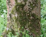 Idesia polycarpa