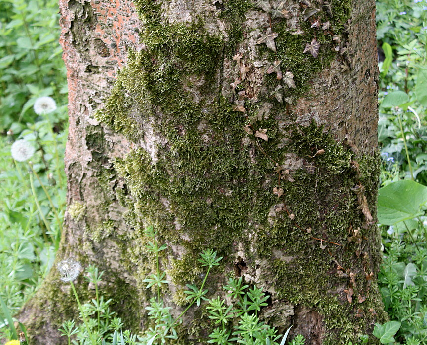 Image of Idesia polycarpa specimen.