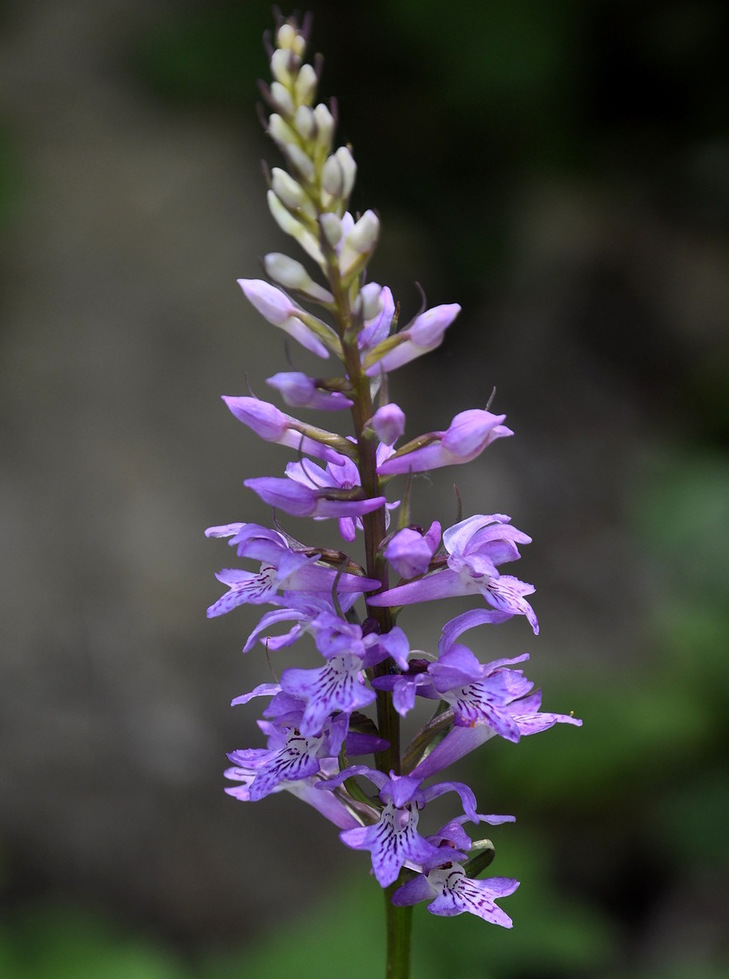 Изображение особи Dactylorhiza saccifera.