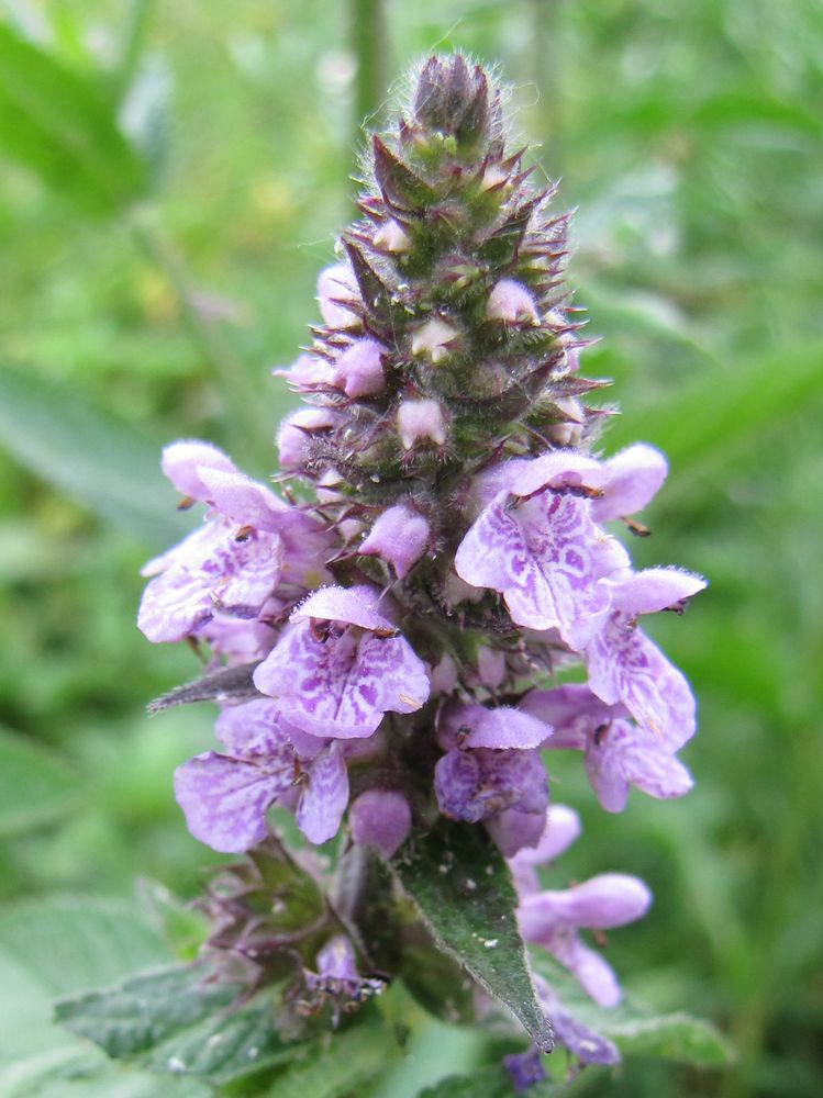 Изображение особи Stachys palustris.