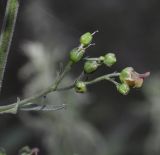 Image of taxon representative. Author is Роланд Цандекидис