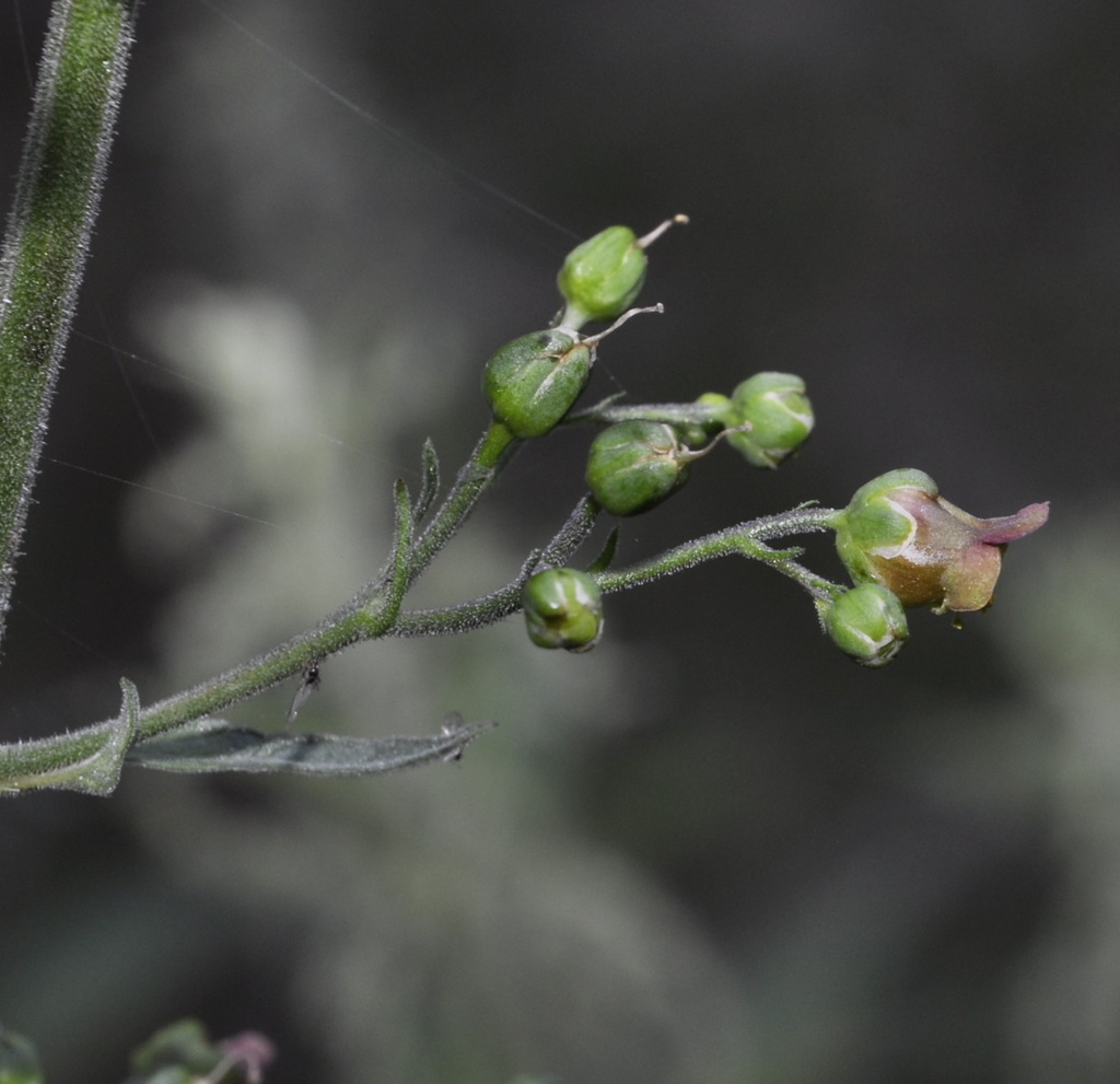 Изображение особи Scrophularia scopolii.