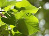 Tilia × europaea