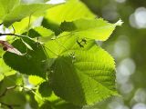 Tilia europaea. Побег с распускающимися соцветиями и прошлогодним плодом. Санкт-Петербург. 2 июня 2009 г.