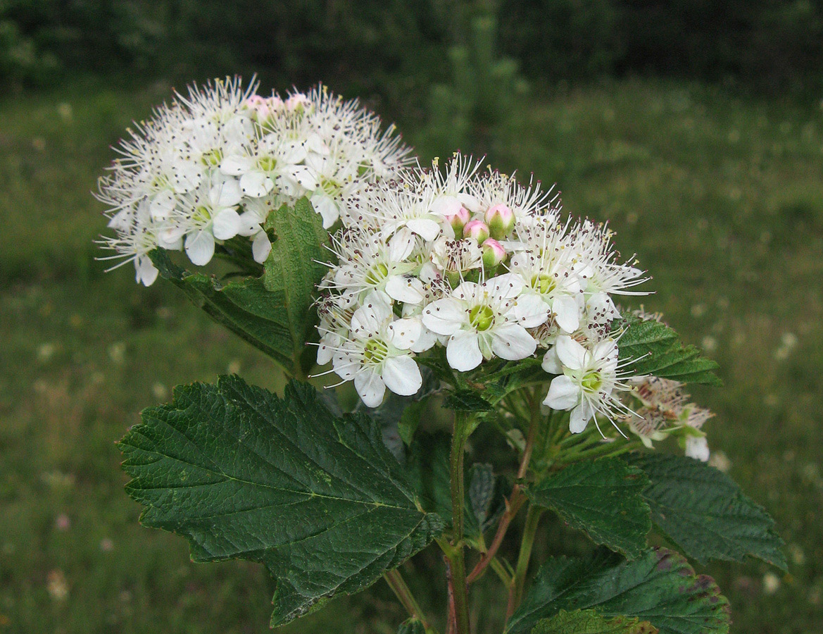 Изображение особи Physocarpus opulifolius.