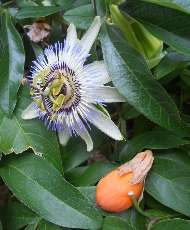 Изображение особи Passiflora caerulea.