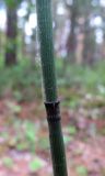 Equisetum hyemale