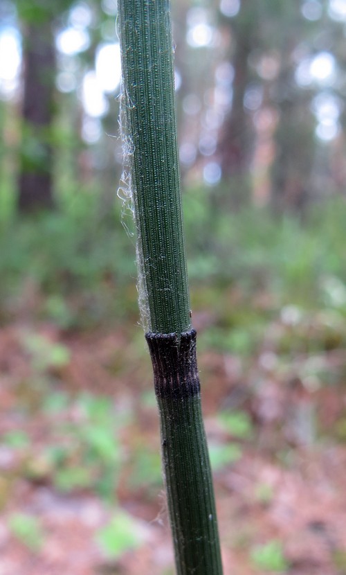 Изображение особи Equisetum hyemale.