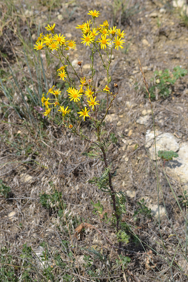 Изображение особи Senecio jacobaea.