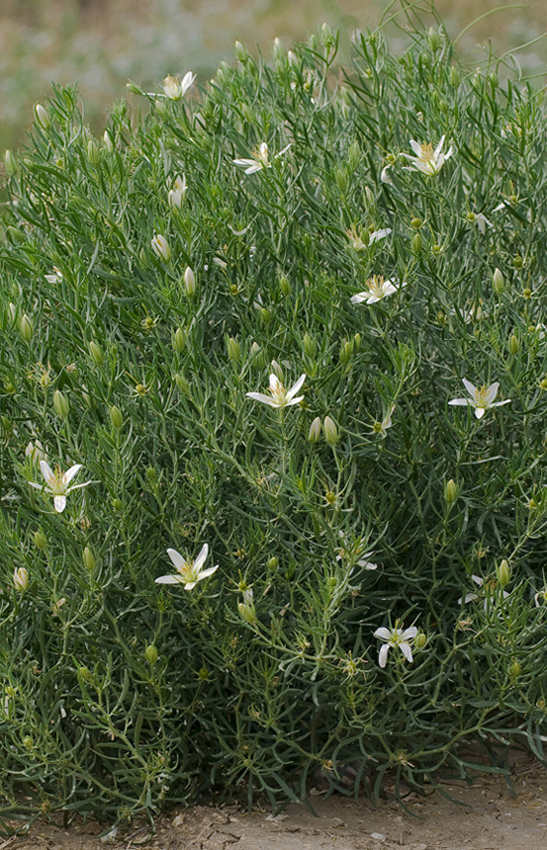 Image of Peganum harmala specimen.