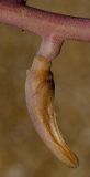 Image of taxon representative. Author is Татьяна Мальчинская