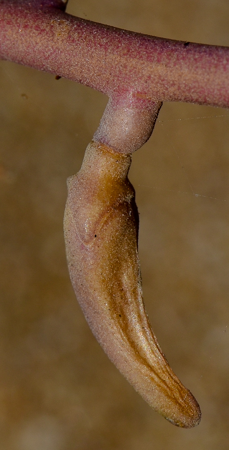 Image of Cakile maritima specimen.