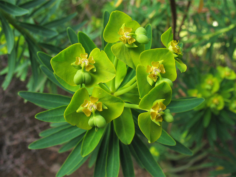 Изображение особи Euphorbia dendroides.