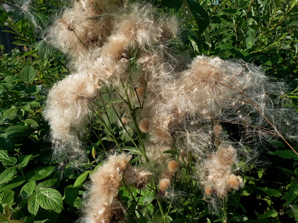 Image of Cirsium setosum specimen.