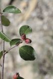 Cotoneaster suavis