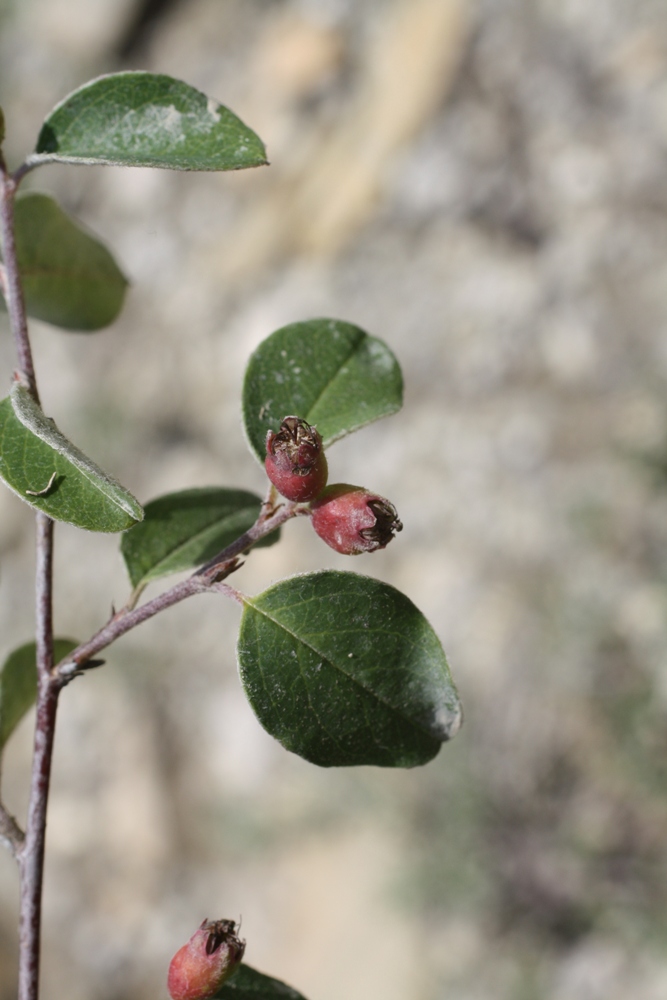 Изображение особи Cotoneaster suavis.