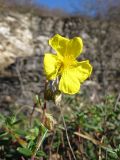 Helianthemum ovatum. Верхушка побега с соцветием с цветком и бутонами. Краснодарский край, Новороссийский р-н, гора Рябкова. 09.11.2013.