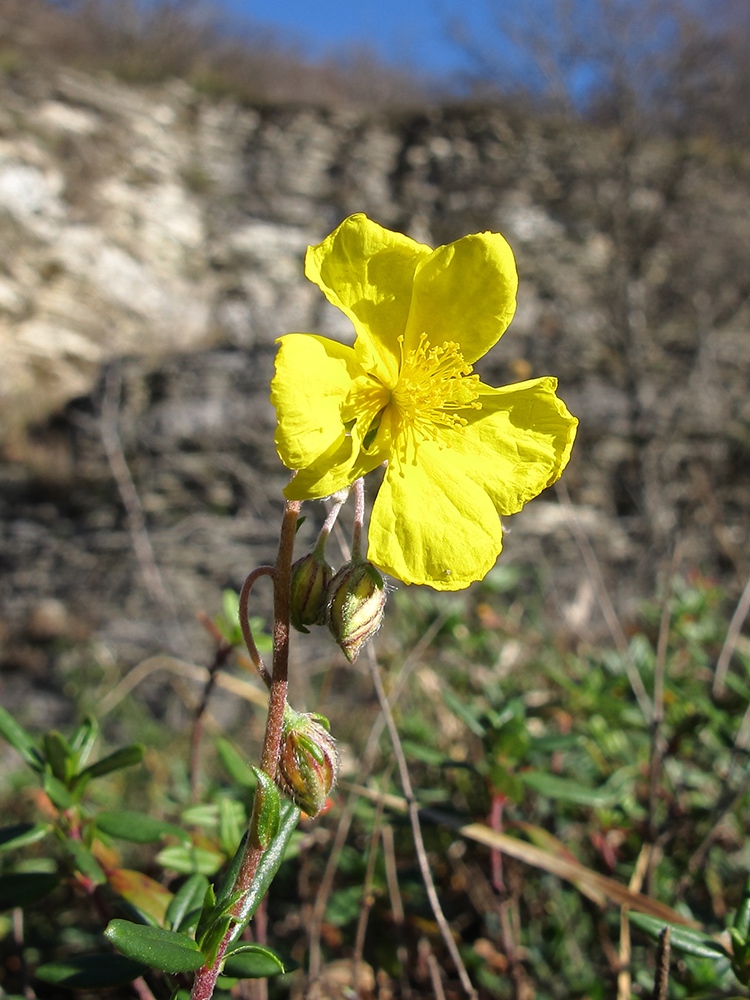 Image of Helianthemum ovatum specimen.