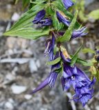 Gentiana asclepiadea