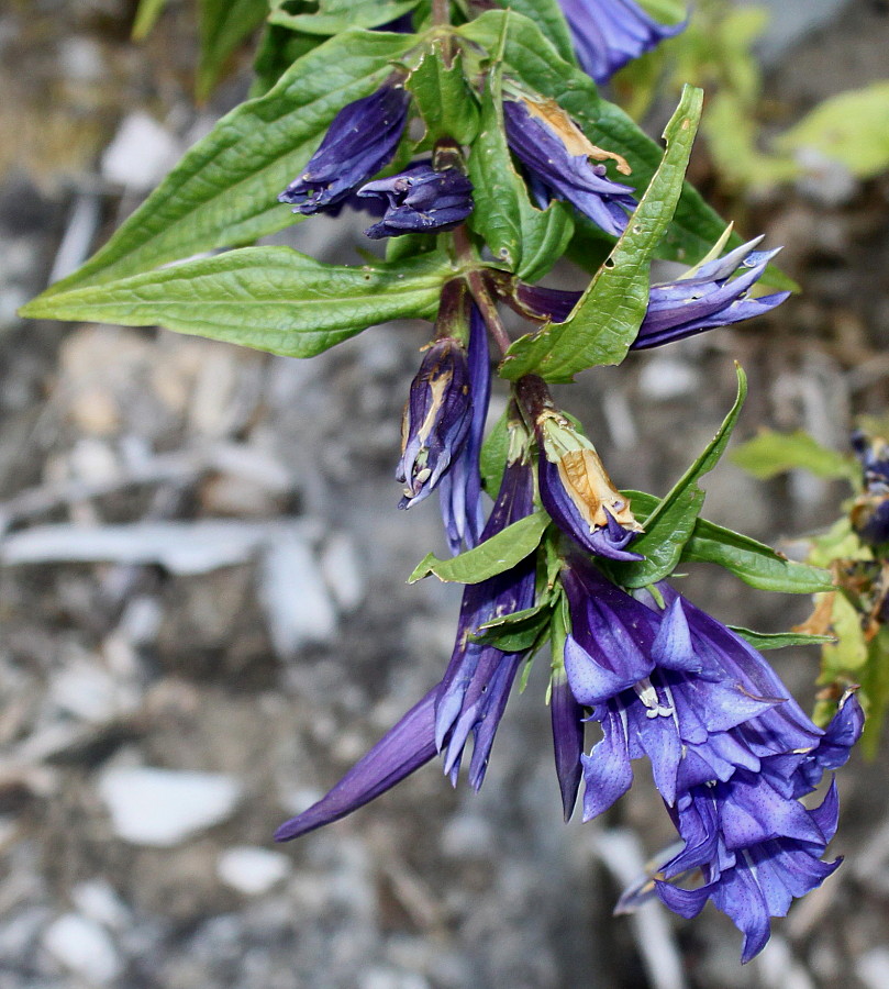 Image of Gentiana asclepiadea specimen.