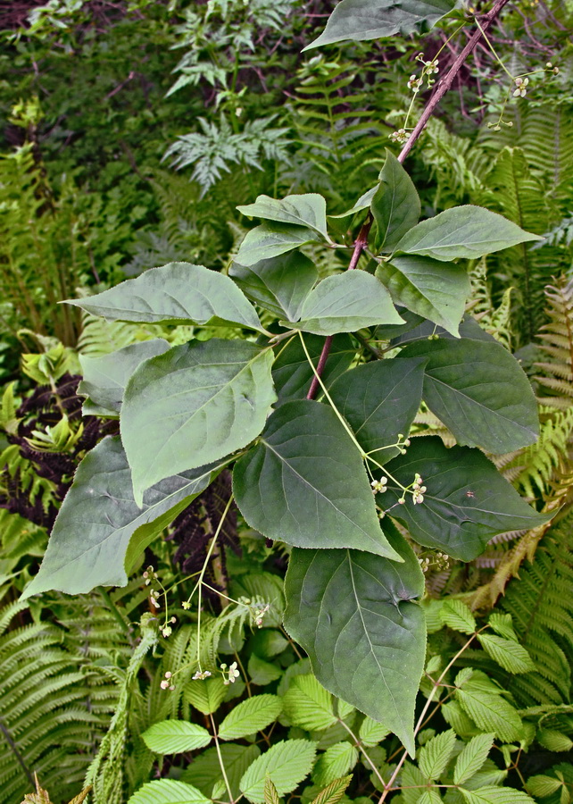 Изображение особи Euonymus maximowiczianus.