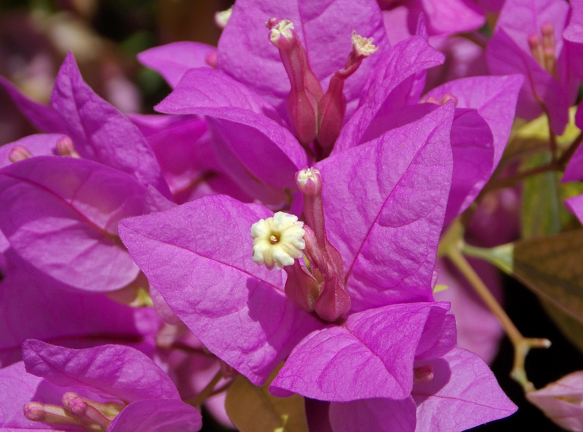 Изображение особи Bougainvillea spectabilis.