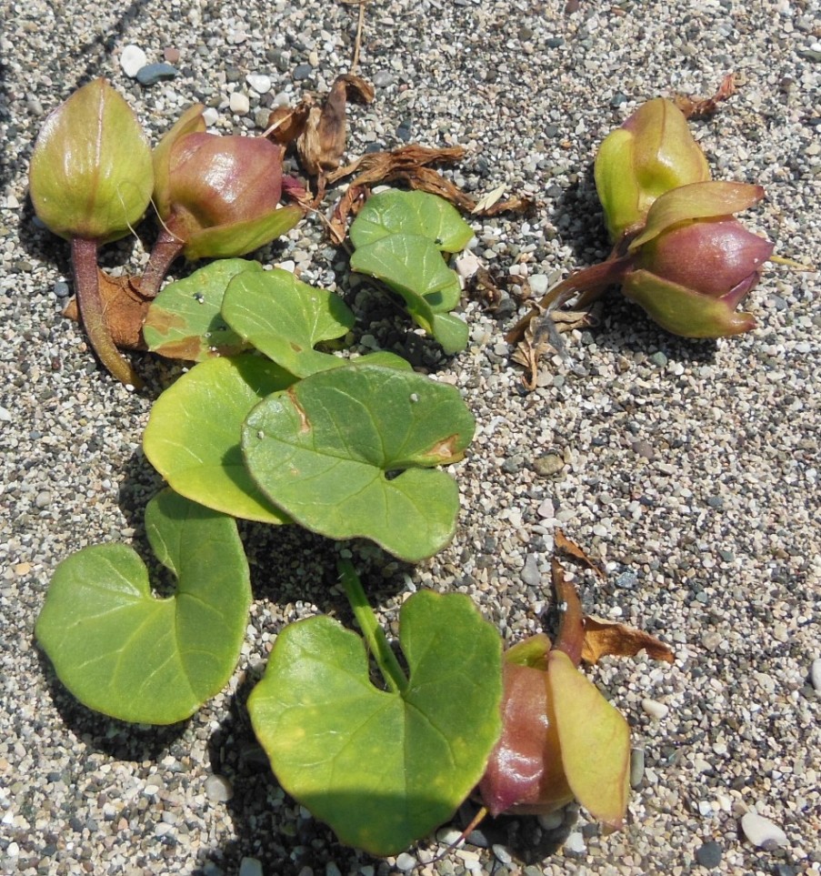Image of Calystegia soldanella specimen.
