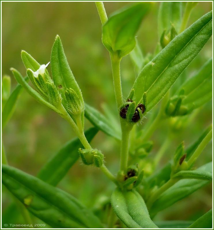 Image of Lithospermum officinale specimen.