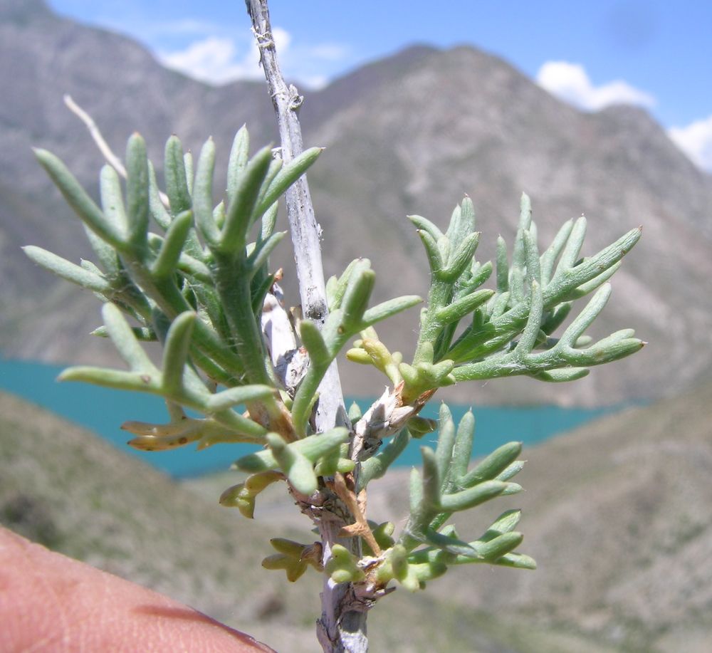 Image of Richteria brachanthemoides specimen.