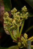 Persea americana