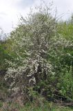 genus Pyrus. Цветущее дерево. Нагорный Карабах, Мартунинский р-н, окр. дер. Ннги. 07.05.2013.