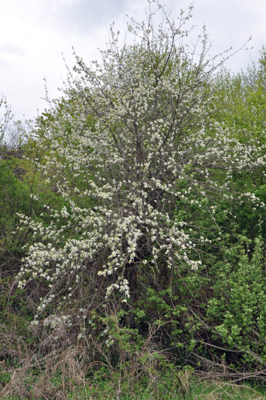 Image of genus Pyrus specimen.