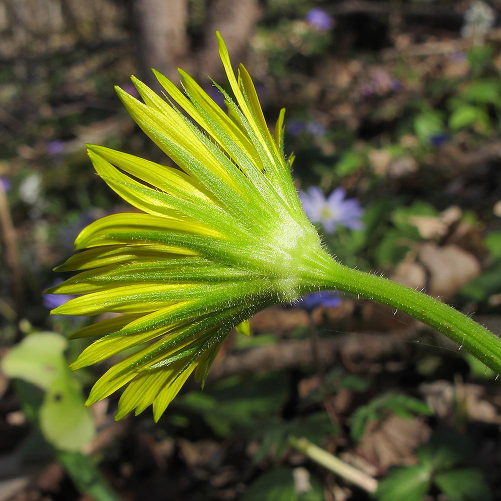 Изображение особи Doronicum orientale.