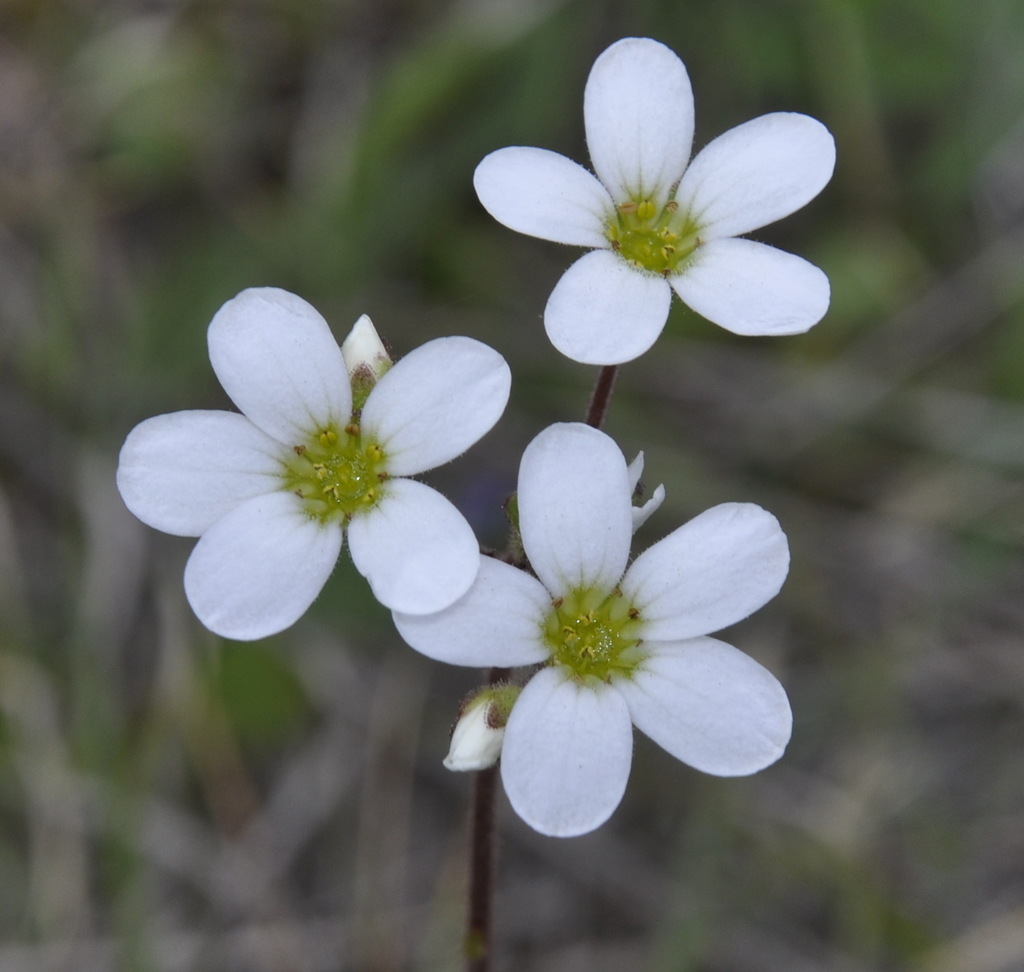 Image of Saxifraga carpetana ssp. graeca specimen.