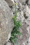 Sisymbrium confertum