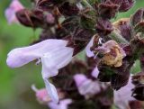 Salvia fruticosa. Цветок. Греция, п-ов Пелопоннес, окр. г. Катаколо. 21.04.2014.