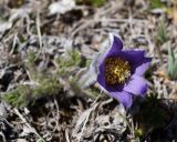 Pulsatilla violacea. Цветок. Краснодарский край, плато Лагонаки. 28.04.2013.