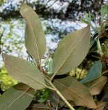 Rhododendron rubiginosum. Верхушка побега (у листьев видна их нижняя сторона). Германия, г. Дюссельдорф, Ботанический сад университета. 04.05.2014.