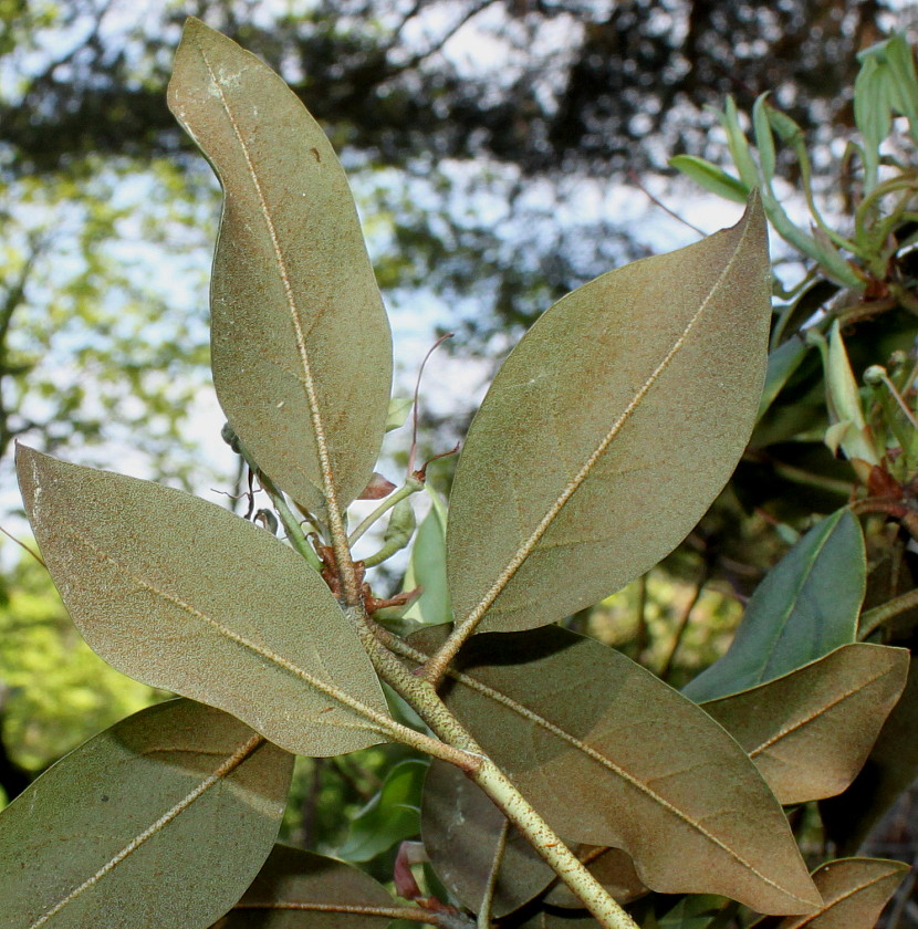 Изображение особи Rhododendron rubiginosum.