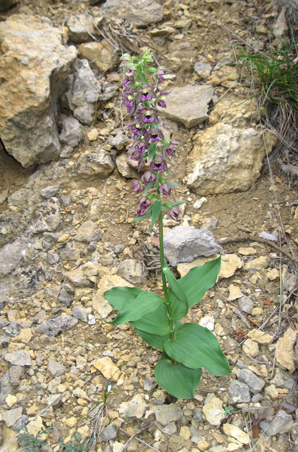 Изображение особи Epipactis helleborine.