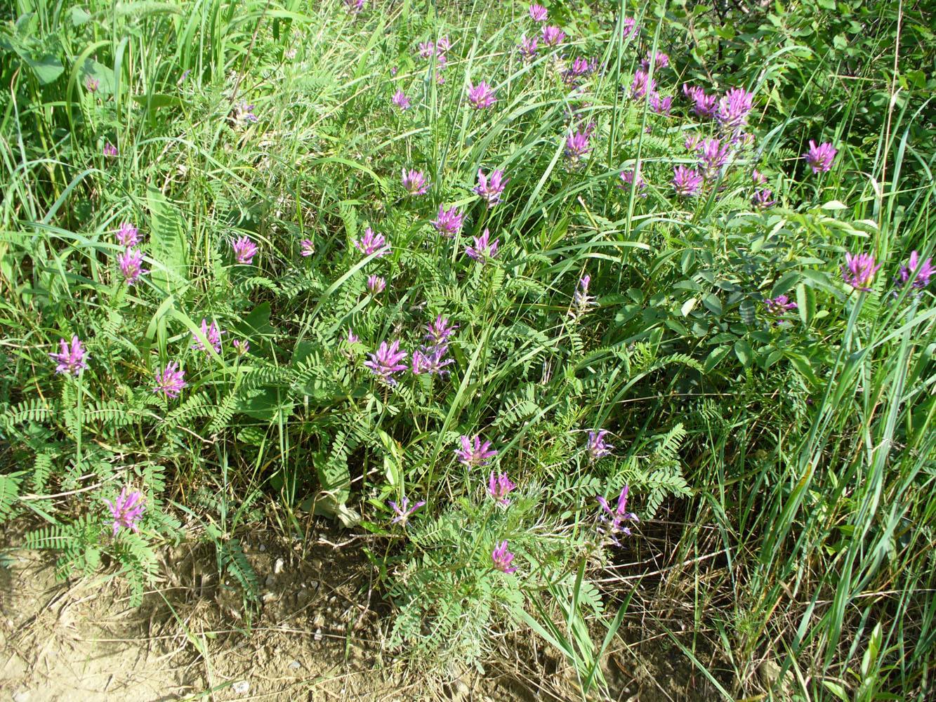 Изображение особи Astragalus onobrychis.