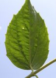 Philadelphus coronarius