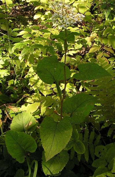 Image of Doellingeria scabra specimen.