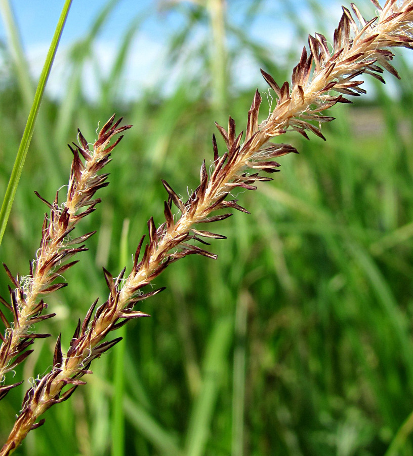 Image of Carex acuta specimen.