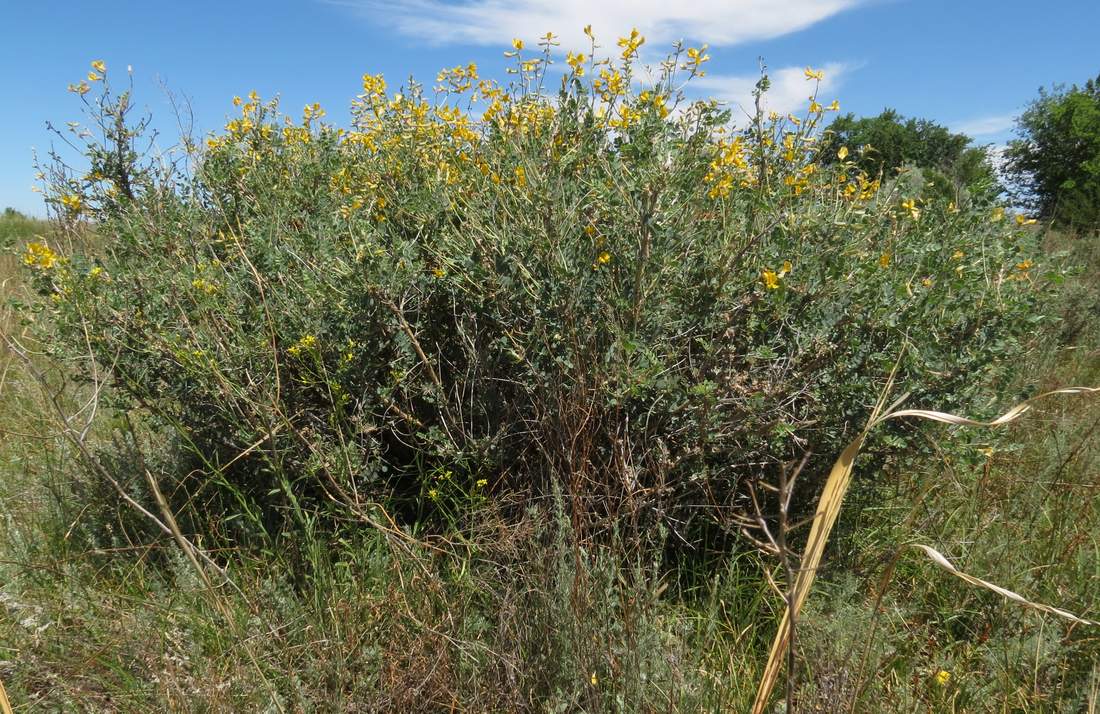 Изображение особи Calophaca soongorica.